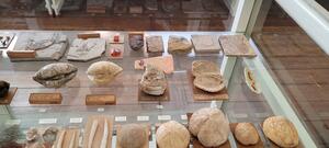 Bild vergrößern: Fossilien und Schmuckstücke sind in der Dauerausstellung des Museums Aschersleben zu finden.